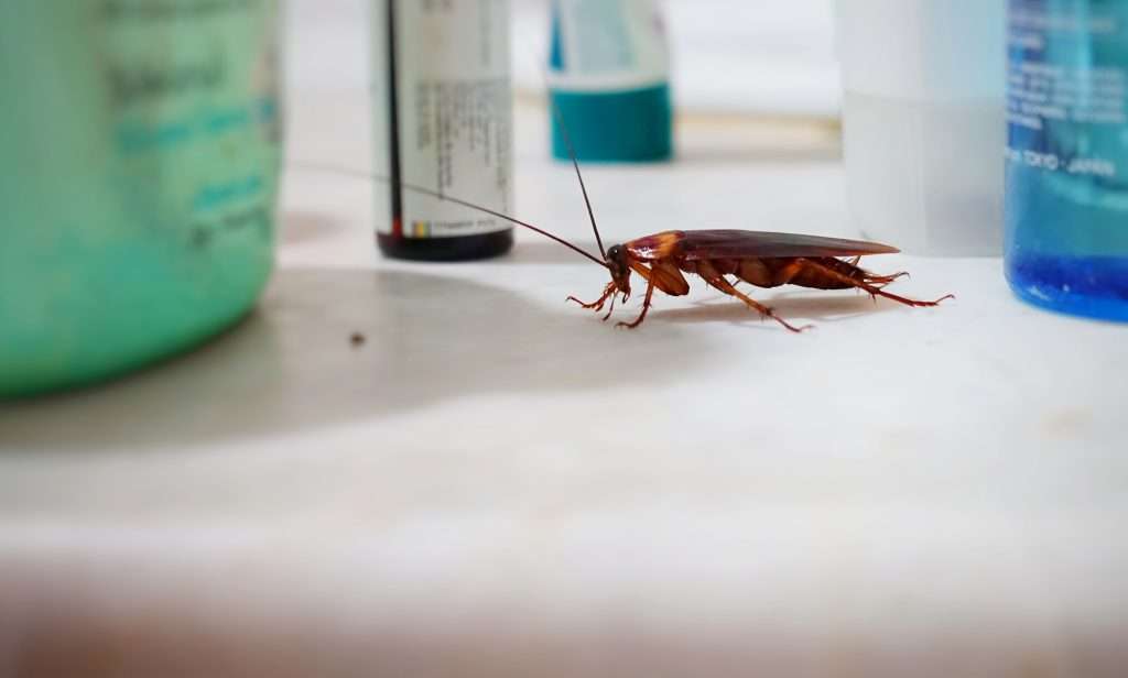 miami palmetto bug counter