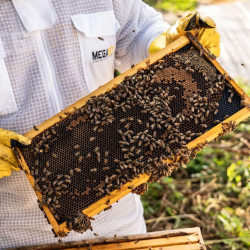 Bee honeycomb Miami